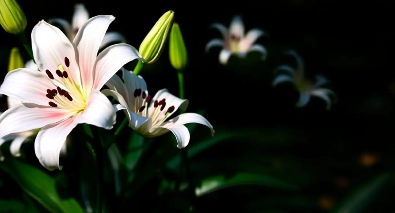 lily symbolism
