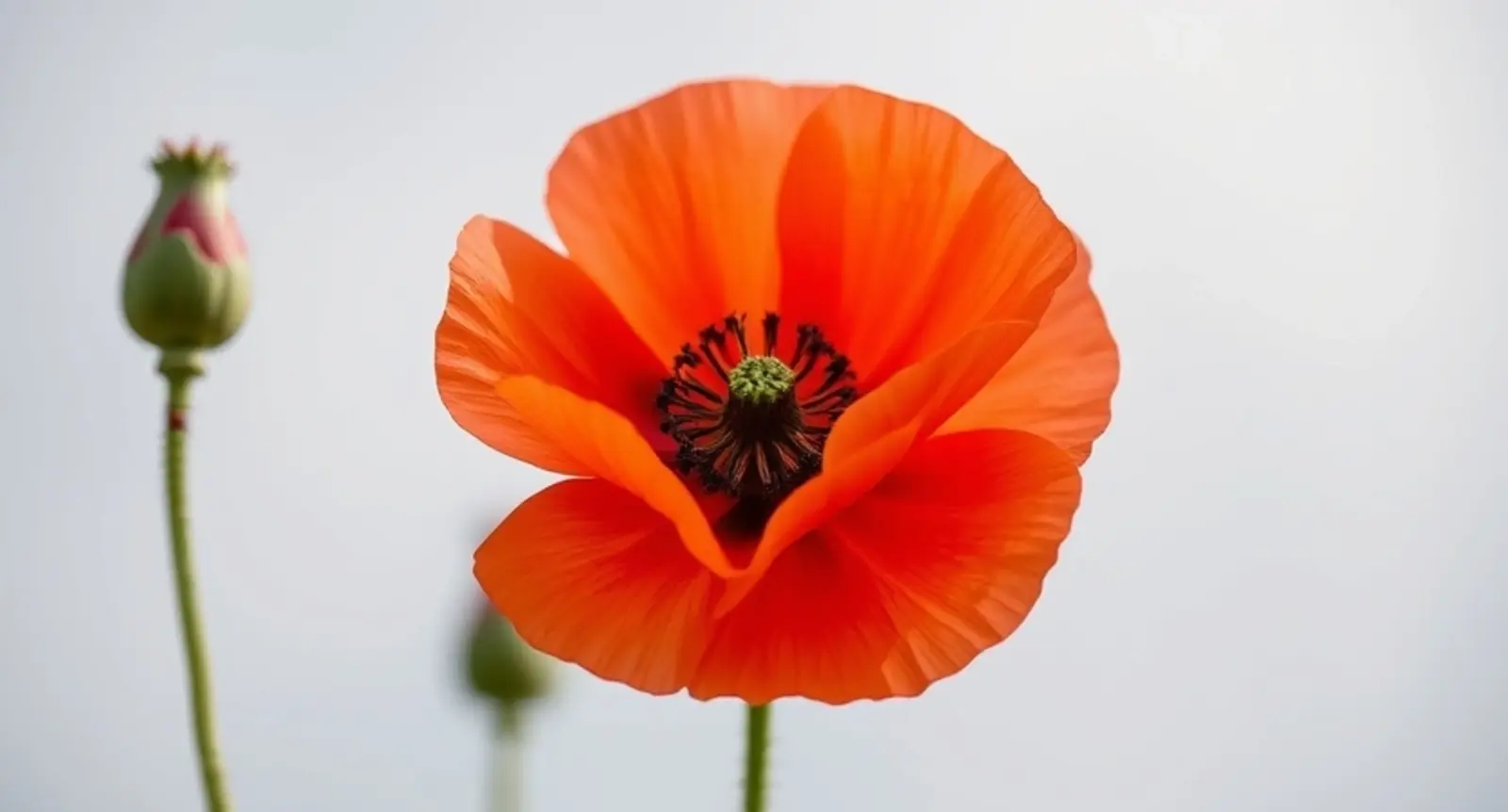 poppy flower symbolism